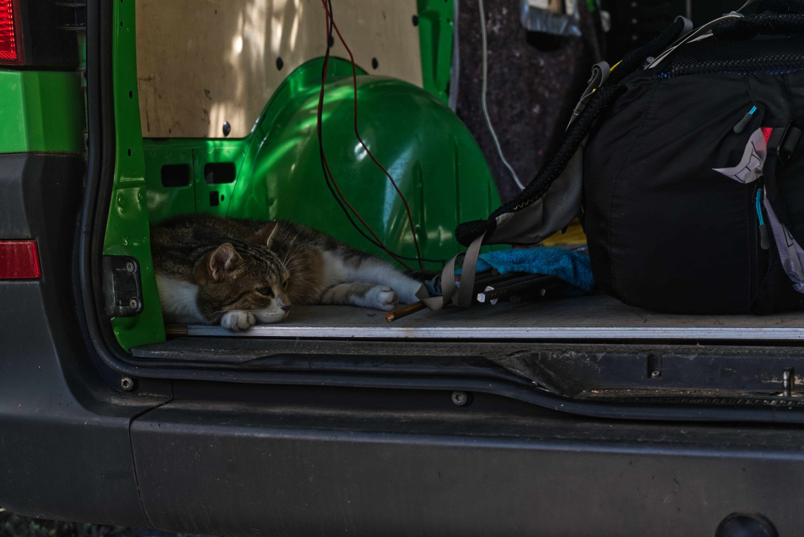 Bus Ausbau Katze hilft nicht Transporter zum Camper umbauen